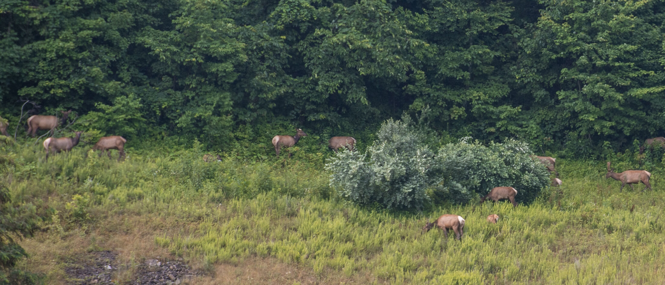 Buchanan County Elk